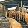 Weighing_Calves