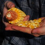 Cedar Rapids is home to major corn processing facilities which see more than 1,200 trucks of grain a day. 