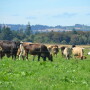 DT_Grazing_Dairy_Cows