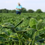 Early dicamba damage is alarming, particularly with plenty of passes left in the spray season.