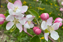 UnitedApple SpringBloom-WEB.png