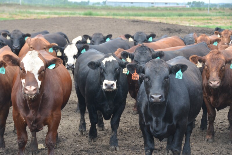 Feedlot cattle