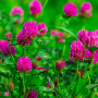 Forage legumes can fix 50 to 150 (or more) pounds of nitrogen from the air, depending on the density of the legume stand. Clover plantings are often most successful when planting in late winter to early spring (February and early March).