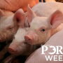 PORK Week Piglets