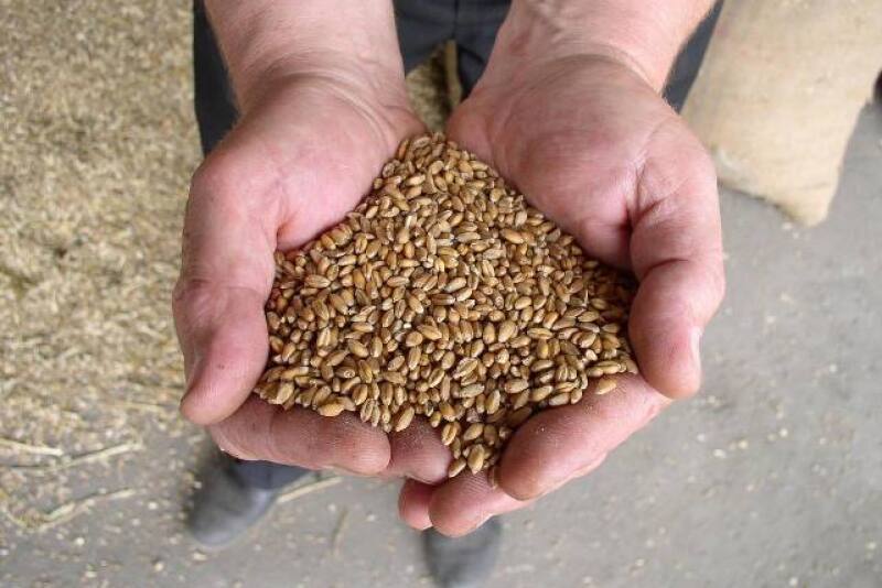 Wheat in Hands