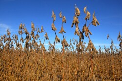 USDA’S final crop production report of the year made some historic adjustments, including tighter soybean stocks.  As a result, soybeans shot 60 cents higher in a matter of minutes, and corn traded up the limit. 