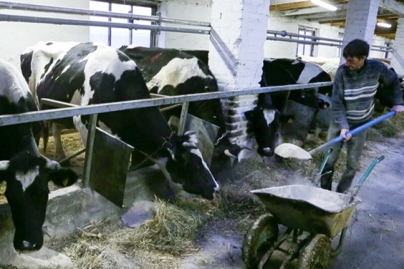 Belarus_Dairy_Farm
