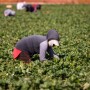 FFVA calls for ag labor reform