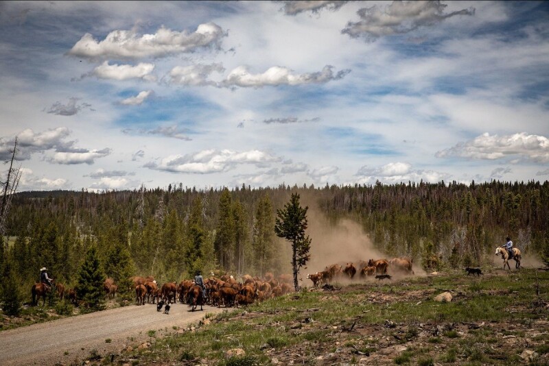 Hereford Cattle Drive