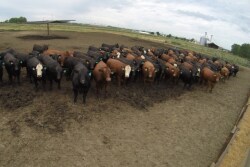 BT_Feedlot_Cattle_GoPro