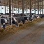 With summer temperatures comes the need to manage the effects of heat stress on dairy cattle. While the milking herd is usually given top priority in management efforts, dry cows and springing heifers are arguably the more important groups to protect from heat.