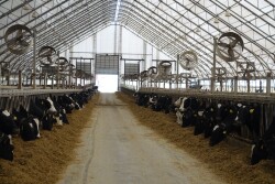 Feed shortages throughout southern Europe could spark intense livestock culling. 