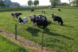 Grazing Holsteins 