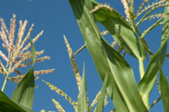 corn-tassel.jpg