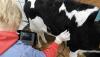 How helpful would it be to look inside live calves to inspect their lung condition? That’s now possible with the same ultrasound technology veterinarians use to diagnose pregnancies. 
