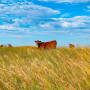 Nebraska Sandhills