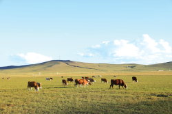 Grazing cows