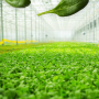 brightfarmsgreenhousepic.png