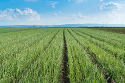 Wada onion field