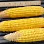 Crop Tour methods take not just the good ears, but the bad ones, too, for a more accurate representation.
