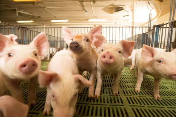 Pigs on Randy Spronk Farm