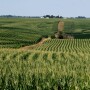 Will farmers really swing that heavy to corn this year? It depends on Mother Nature.