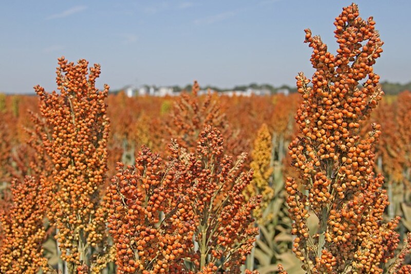 Where will grain sorghum acreage go in 2018 after 5.7 million planted acres in 2017?