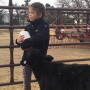 Makenna Boggs feeds a bucket calf orphaned by the Starbuck Fire.