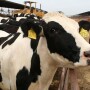 dairy_cows