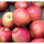 MAIA-L, or Ludacrisp — comes on a little bit later in the season, a week or so ahead of fuji, and is bicolor, very juicy with complex flavors and “a nice sweet-tart balance,” Dodd said. It’s gaining a following in the farmer's market world but has not yet been widely planted commercially.