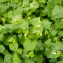 Buckwheat cover crop