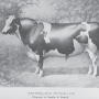 Holstein Sire Netherland Prince.