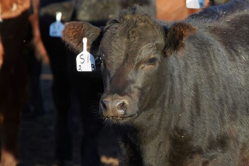 Zoetis cow.JPG