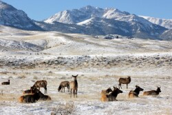 Yellowstone_National_Park_Elk
