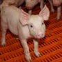 Nursery Pigs