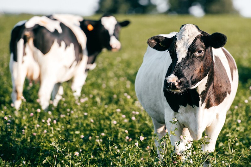 Nominees will be judged on current methods as well as their positioning to meet future economic and business challenges. The winning operation will be highlighted in the January 2023 issue of Dairy Herd Management magazine and recognized during Dairy Forum 2023. The deadline for submitting nominations is Oct. 28, 2022. 