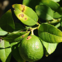 Citrus canker leaf, stem and fruit lesions