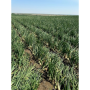 washington onions