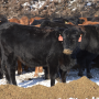 NE cows.png