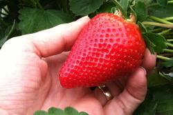 hand grabbing strawberry