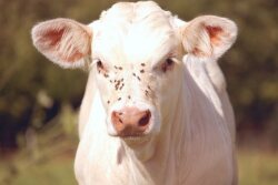 "Reducing face flies potentially reduces pinkeye problems," says University of Missouri Extension Livestock Field Specialist Patrick Davis.

