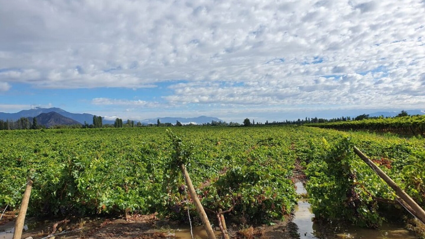 Heavy rains in Chile hurt grape crop - The Packer