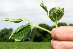 On both sides of the dicamba issue, Arkansas growers are forced to walk a high-wire in a farming atmosphere fraught with fears, threats and entrenched opinions.