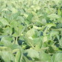 soybeans