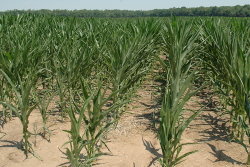 Drought Corn