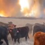 StockerWildfire 2.jpg
