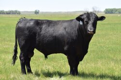 Black Angus bull