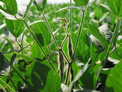 soybean plant