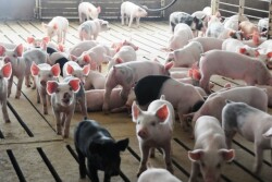 Cash-traded weaner pig reported volume was above average this past week, with 61,300 head reported. Cash weaner pig reported prices were $10.92, down $0.97 per head from last week.