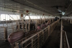Qualifying hog producers will receive a payment based on the number of live hogs owned on a day selected by the producer between April 1 and May 15, 2019.